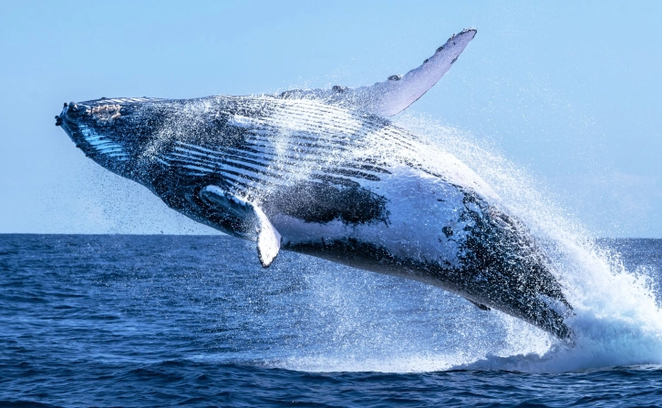 Huge Investment from a Big Whale to OKX: 48,500 ETH Transfer!